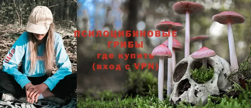 Галлюциногенные грибы Psilocybe  купить   Ворсма 